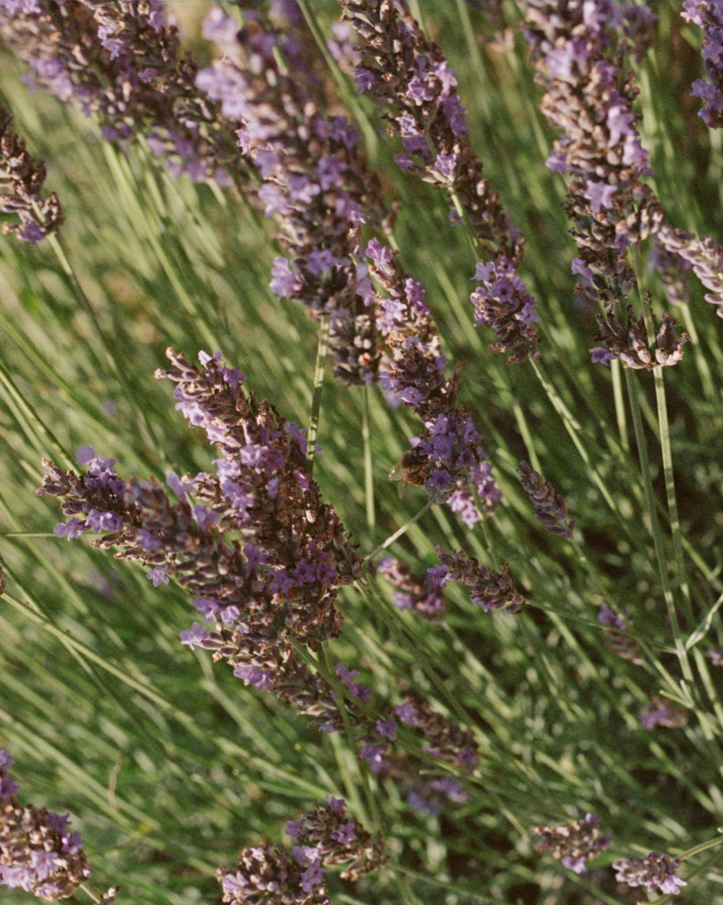 L:A BRUKET 068 Linen Water Lavender 1000ml