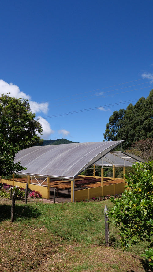 Costa Rica Las Margaritas 26 Catuai Honey — Loquat Coffee