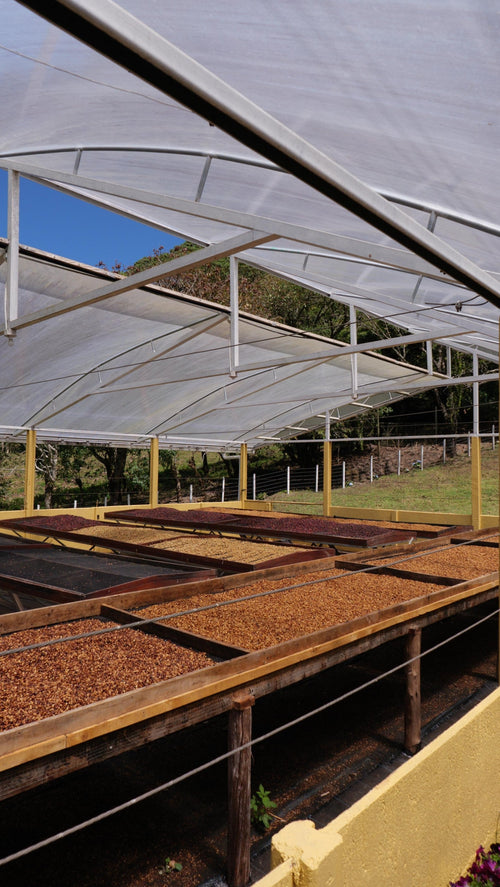 Costa Rica Las Margaritas 26 Catuai Honey — Loquat Coffee