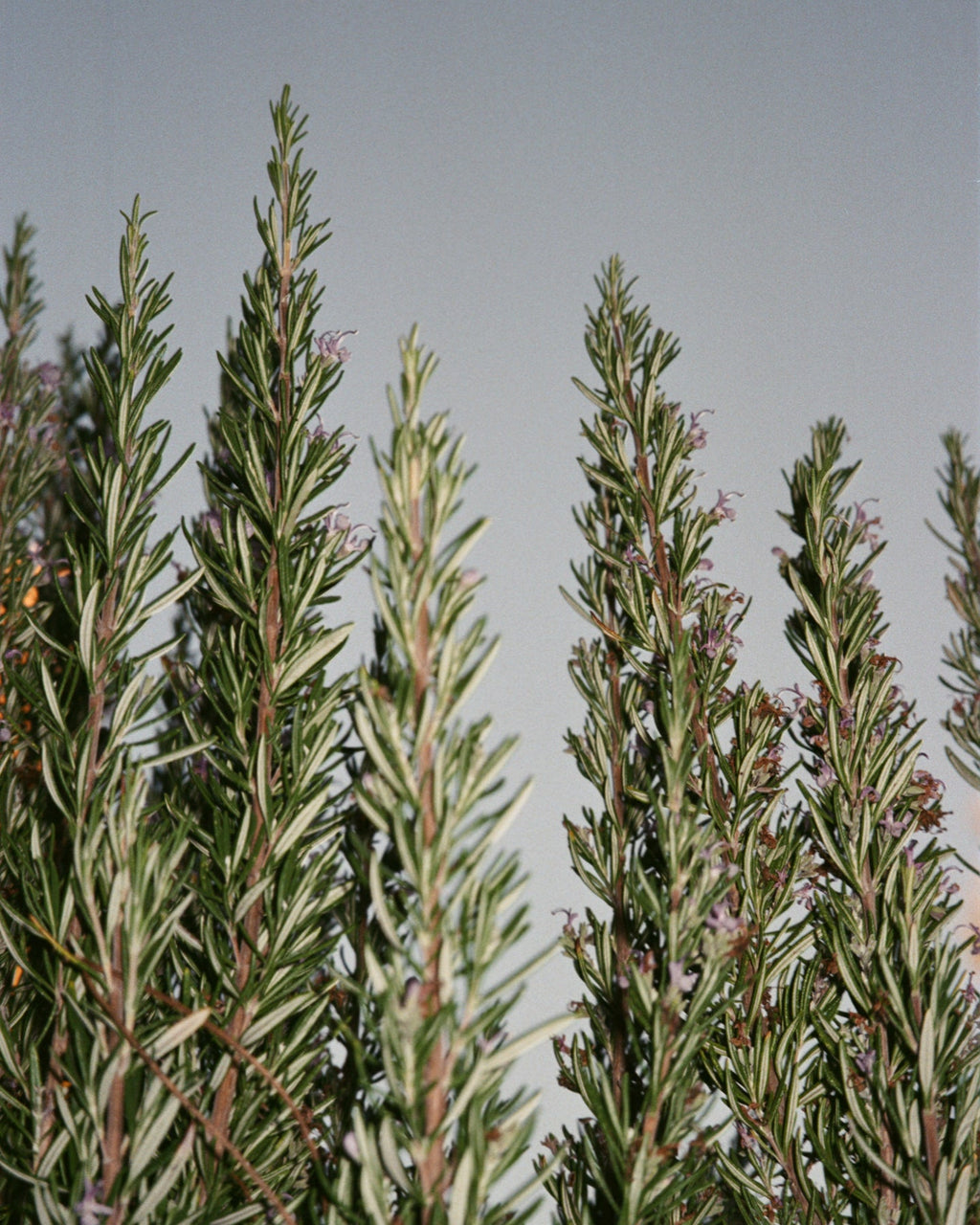L:A BRUKET 094 Hand & Body Wash Sage Rosemary Lavender 450ml