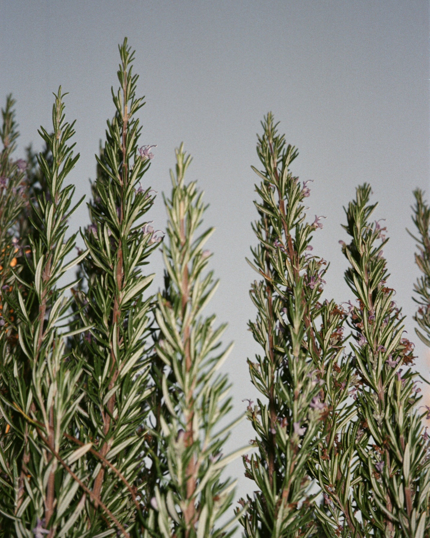 L:A BRUKET 094 Hand & Body Wash Sage Rosemary Lavender 450ml