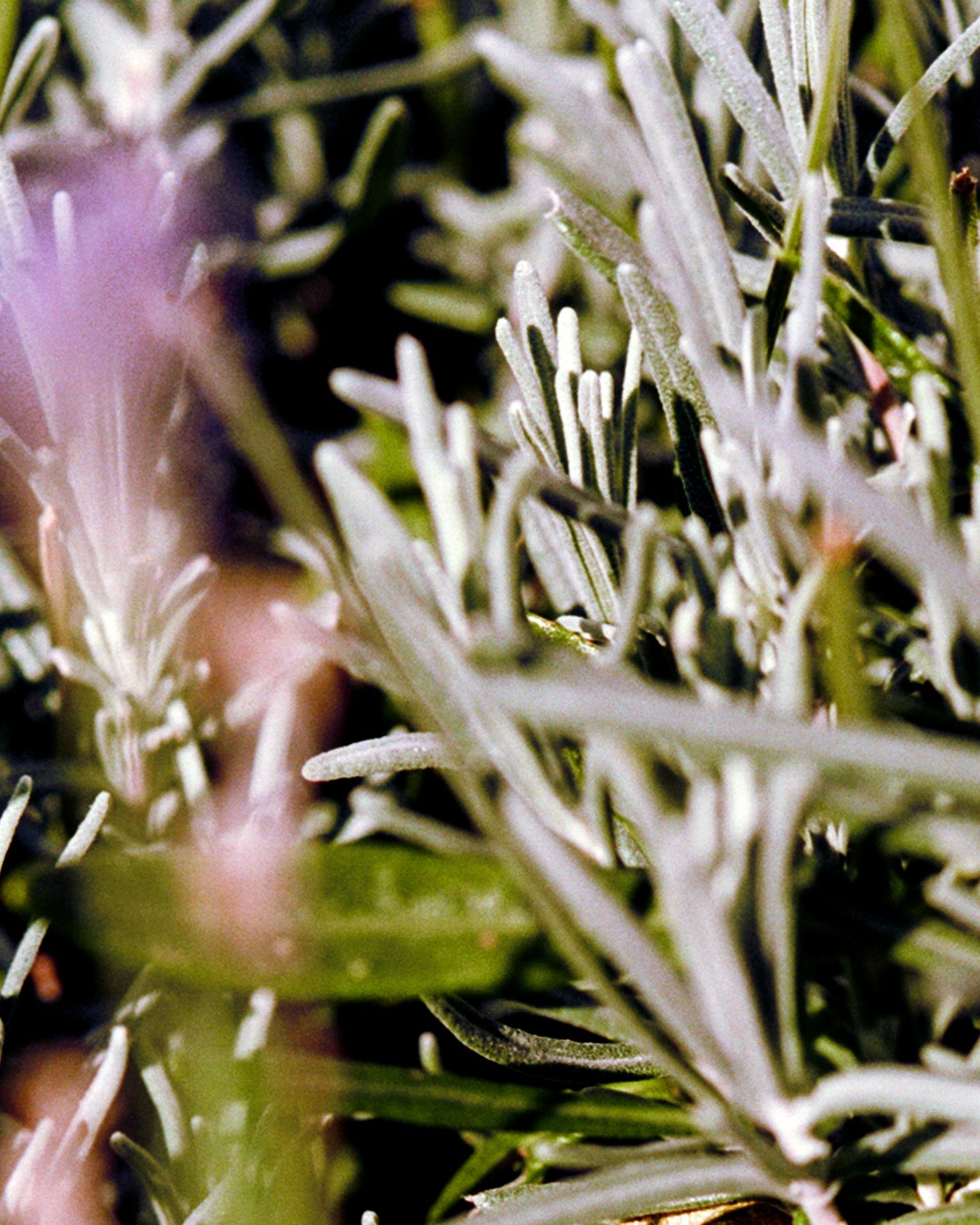 L:A BRUKET 092 Hand Cream Sage Rosemary Lavender 70ml