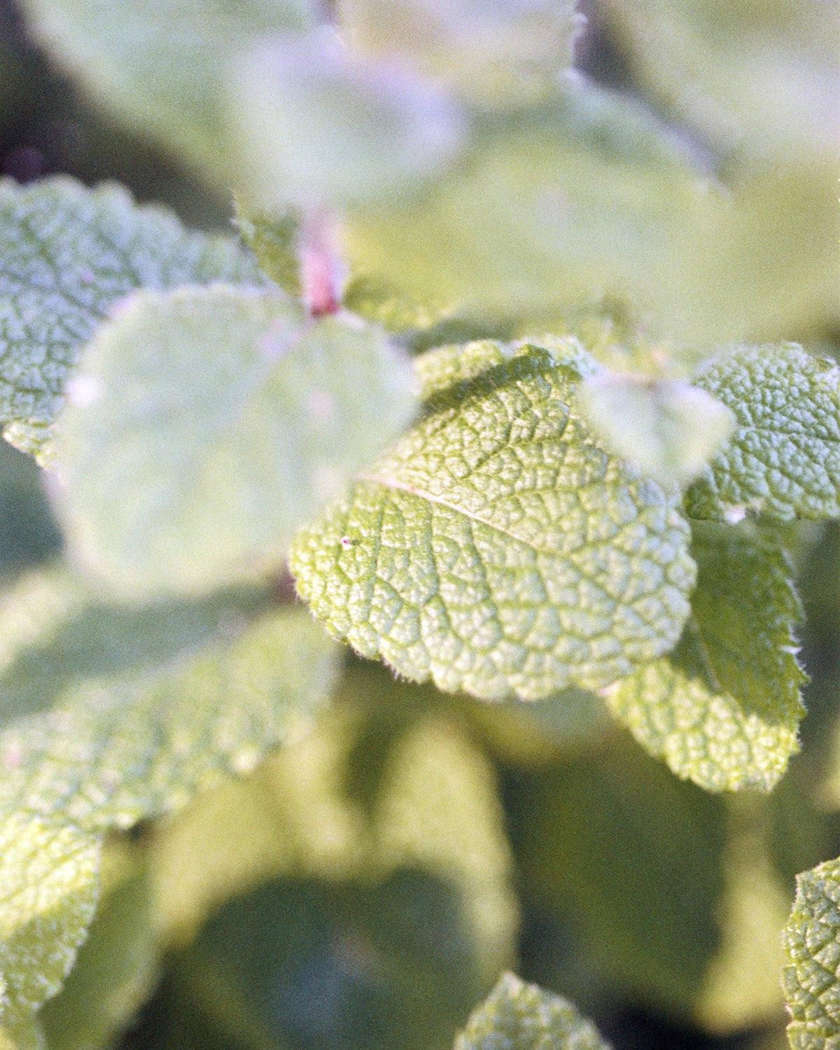 Peppermint
